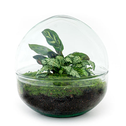 Flaschengarten - Dome - Ökosystem mit Pflanzen im Glas - ↑ 20 cm