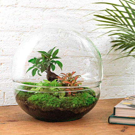 Kit fai da te terrario • Bonsai Cupola XL Ficus Ginseng • Ecosistema con piante • ↑ 30 cm