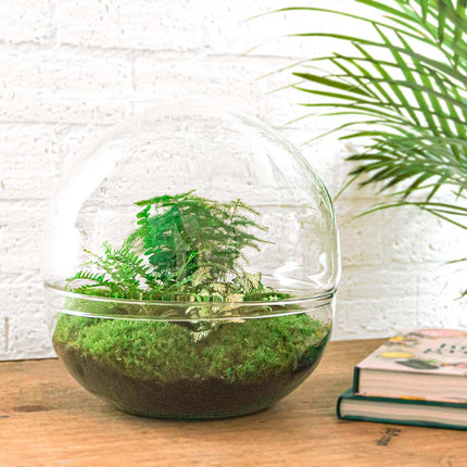 Flaschengarten - Dome XL - Ökosystem mit Pflanzen im Glas - ↑ 30 cm