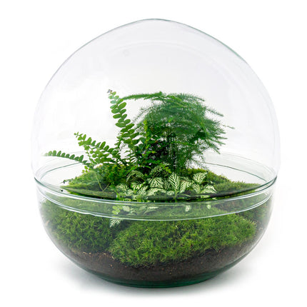 Kit Terrario DIY • Cúpula XL • Ecosistema con plantas • ↑ 30 cm