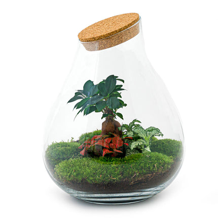 Kit DIY Terrario • Gota XL Ficus Ginseng bonsai • Ecosistema con plantas • ↑ 37 cm