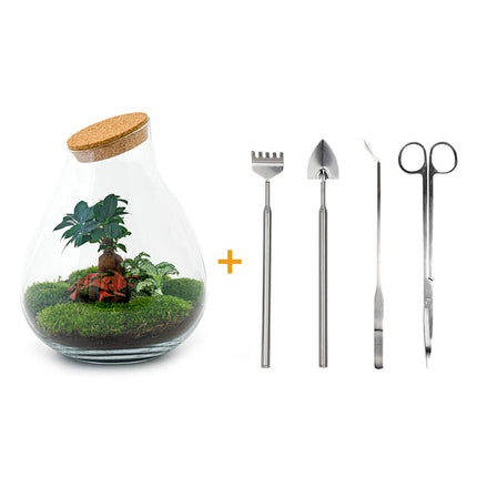 Kit DIY Terrario • Gota XL Ficus Ginseng bonsai • Ecosistema con plantas • ↑ 37 cm