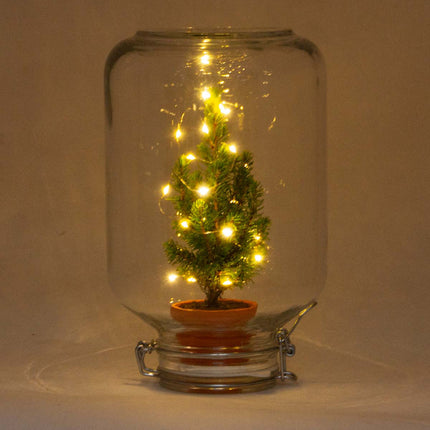 Easyplant - Mini Christmas Tree - DIY Terrarium Kit - ↑ 28 cm
