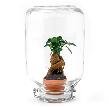 Easyplant - Ficus Ginseng Bonsai - DIY Terrarium Kit - ↑ 28 cm