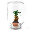 Easyplant • Bonsai di Ficus Ginseng • Kit fai da te per terrari