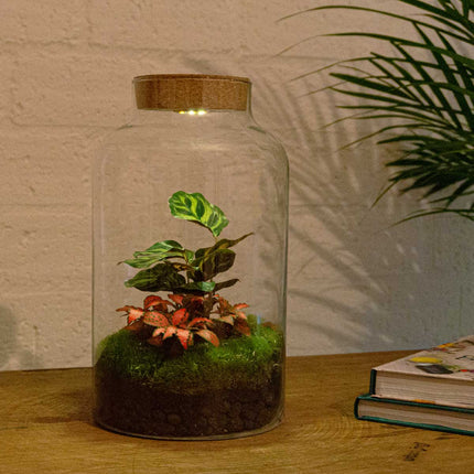 Terrarium DIY Kit - Milky Calathea with Light - Bottle Garden - ↑ 31 cm