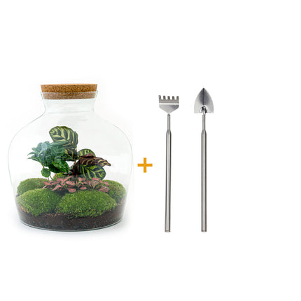 Kit fai da te terrario • Fat Joe Red • Ecosistema con piante • ↑ 30 cm