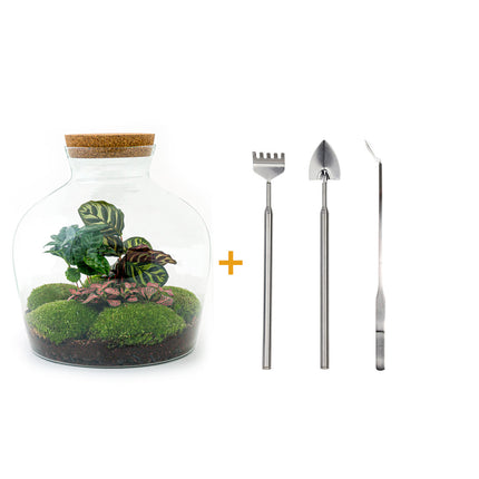 Terrarium DIY Kit - Fat Joe Coffea - Bottle Garden- ↑ 30 cm