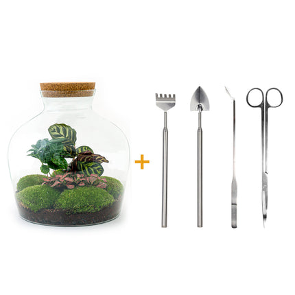 Terrarium DIY Kit - Fat Joe Coffea - Bottle Garden- ↑ 30 cm