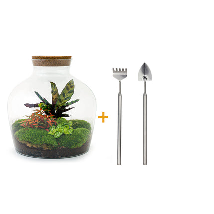 Terrarium DIY Kit - Fat Joe Red - Bottle Garden - ↑ 30 cm