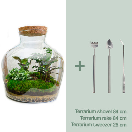 Kit de bricolaje para terrario • Fat Joe • Ecosistema con plantas • ↑ 30 cm