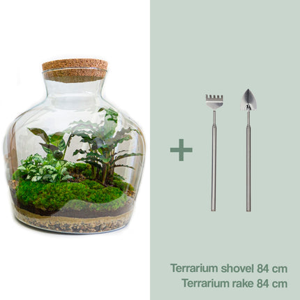 Flaschengarten - Fat Joe - Ökosystem mit Pflanzen im Glas - ↑ 30 cm