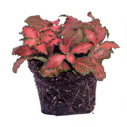 Fittonia Rot - Mosaikpflanze
