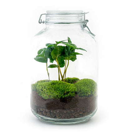 Jar Terrarium Kit • Coffea Arabica • Écosystème avec plantes • ↑ 28 cm