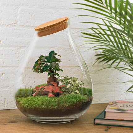 Kit DIY Terrarium • Bonsaï Drop XL Ficus Ginseng • Écosystème avec plantes • ↑ 37 cm
