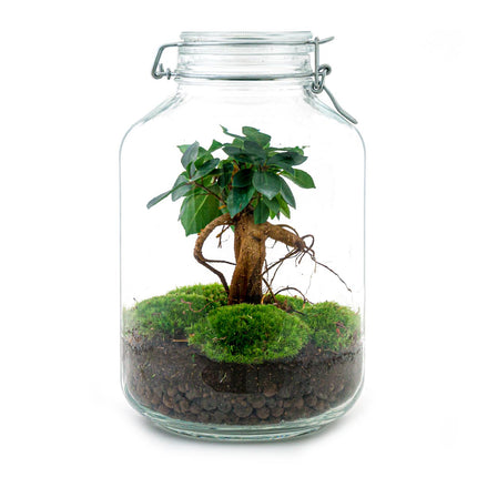 Jar Terrarium Kit • Bonsaï Ficus Ginseng • Écosystème avec plantes • ↑ 28 cm