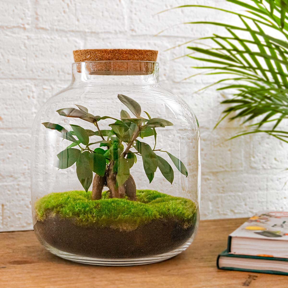 Terrarium DIY Kit - Fat Joe - Bottle Garden - ↑ 30 cm