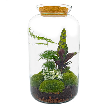 Kit fai da te terrario • Botanical Sven XL • Ecosistema con piante • ↑ 43 cm