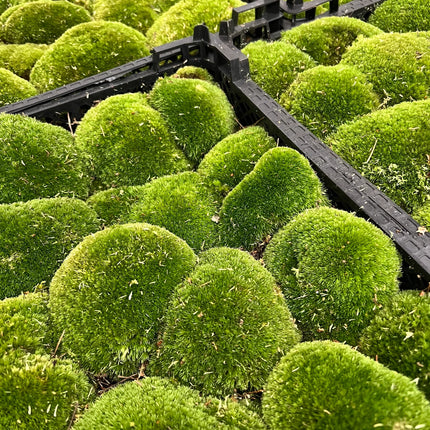 Live Cushion Moss |  Premium Fresh Live Moss for Terrarium • Bun Moss • Pillow Moss