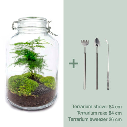 Kit Terrario Jar • Espárragos • Ecosistema con plantas • ↑ 28 cm