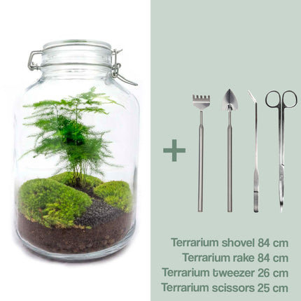 Jar Terrarium Kit • Asparagi • Ecosistema con piante • ↑ 28 cm