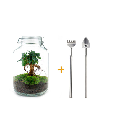 Jar Terrarium Kit - Ficus Ginseng Bonsai - Bottle Garden - ↑ 28 cm