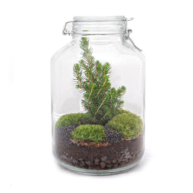 Jar Terrarium Kit • Sapin de Noël • Écosystème avec plantes • ↑ 28 cm