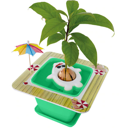 Avocado Growkit für Kinder - AvoSeedo