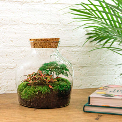 Kit de bricolaje para terrario • Little Joe • Ecosistema con plantas • ↑ 21,5 cm