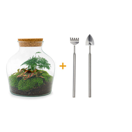 Kit de bricolaje para terrario • Little Joe • Ecosistema con plantas • ↑ 21,5 cm