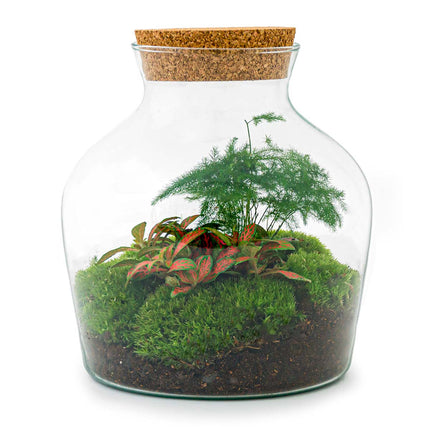 Terrarium DIY Kit - Little Joe - Bottle Garden - ↑ 21.5 cm