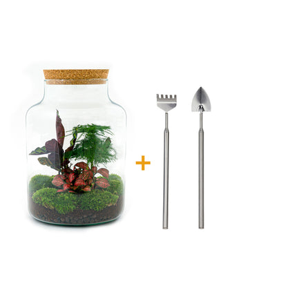 Kit fai da te terrario • Latteo • Ecosistema con piante • ↑ 30 cm