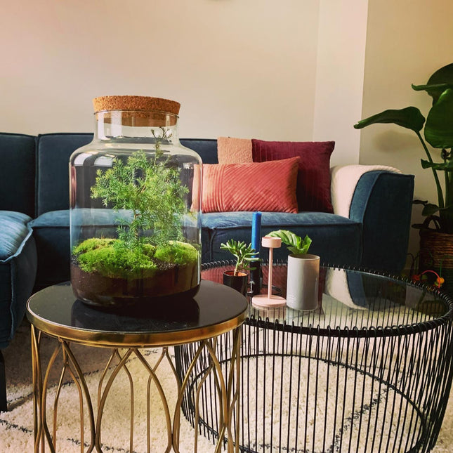 Jar Terrarium Kit • Sapin de Noël • Écosystème avec plantes • ↑ 28 cm