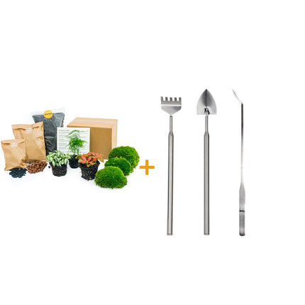 Pacchetto terrario vegetale Asparagus - Pacchetto di ricarica e avviamento Kit di ricarica per terrario fai da te