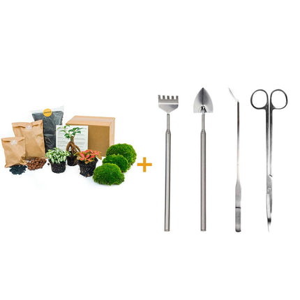 Plant terrarium package - Bonsai - 3 terrarium plants - Refill & Starter package - DIY Terrarium kit