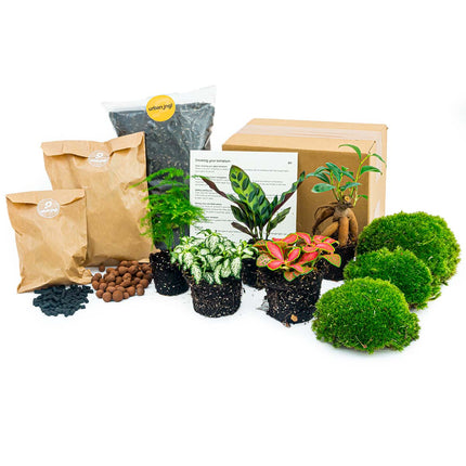 Flaschengarten Paket - 5 Pflanzen - Calathea Lancifolia - Bonsai - Asparagus -  Nachfüll & Starterpaket DIY - Pflanzenterrarium Nachfüllset