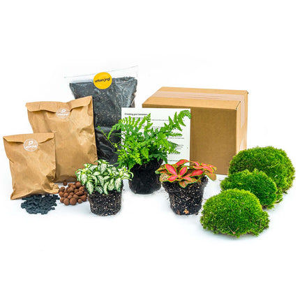 Flaschengarten Paket Farn - 3 Pflanzen - Nachfüll & Starterpaket DIY - Pflanzenterrarium Nachfüllset