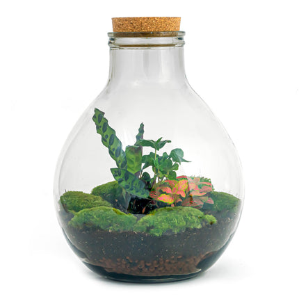 Flaschengarten • Big Paul Red • Ökosystem mit Pflanzen im Glas • ↑ 42 / 52 cm