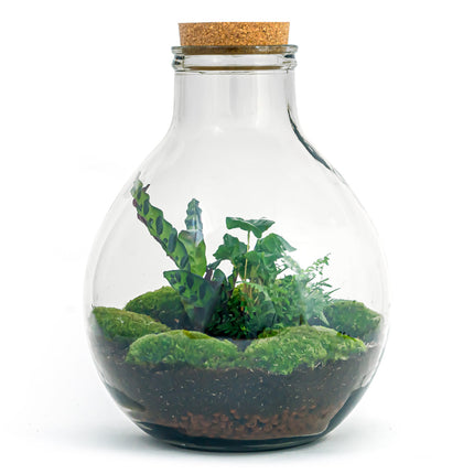 Flaschengarten • Big Paul Jungle • Ökosystem mit Pflanzen im Glas • ↑ 42 / 52 cm