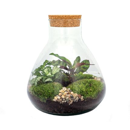 Terrarium DIY Kit - Sammie - Bottle Garden - ↑ 27 cm