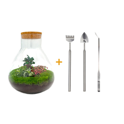 Kit DIY Terrario • Sam XL • Ecosistema con plantas • ↑ 35 cm