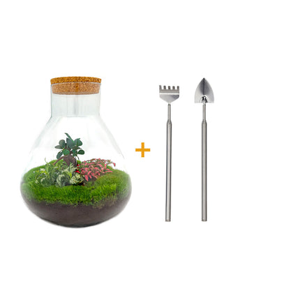 Flaschengarten • Sam XL mit Bonsai im glas • Ficus Ginseng • ↑ 35 cm