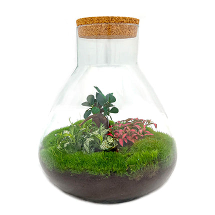 Terrarium DIY Kit - Sam XL Bonsai - Bottle Garden - ↑ 35 cm