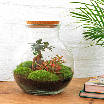 Kit DIY Terrarium • Teddy • Écosystème avec plantes • ↑ 26,5 cm