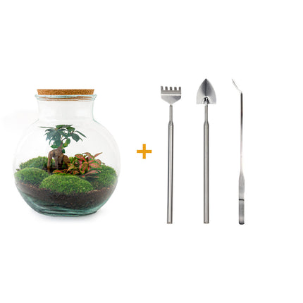 Terrarium DIY Kit - Teddy Bonsai - Bottle Garden - ↑ 26,5 cm