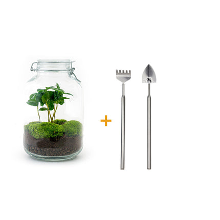 Kit Terrario Vaso • Coffea Arabica • Ecosistema con piante • ↑ 28 cm