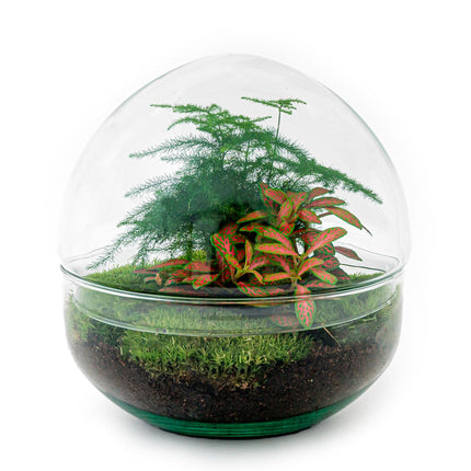 Flaschengarten • Dome Rot • Ökosystem mit Pflanzen im Glas • ↑ 20 cm