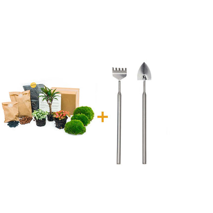 Plant terrarium package - Palm - 3 terrarium plants - Refill & Starter package - DIY Terrarium kit