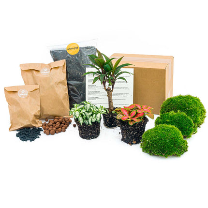 Flaschengarten Paket Palme - 3 Pflanzen - Nachfüll & Starterpaket DIY - Pflanzenterrarium Nachfüllset