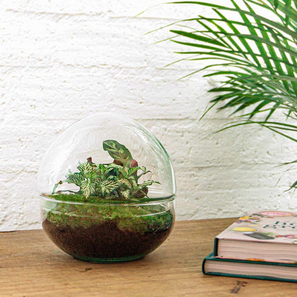 Terrarium DIY Kit - Dome - Bottle Garden - ↑ 20 cm